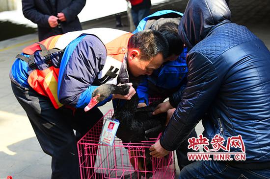 黑天鵝被困如意湖 眾人齊力將其救起