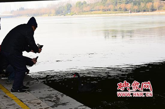 “落難”的黑天鵝