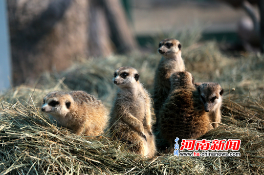 狐獴太陽下曬暖