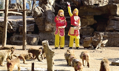 “孙悟空”给上百只猴子举办“宴会”