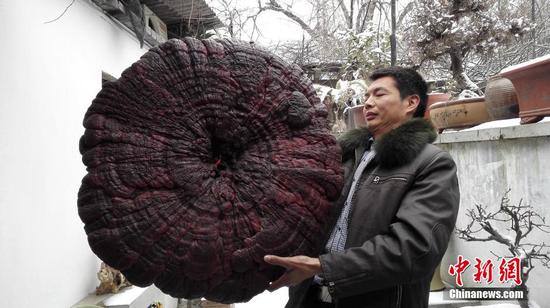 農戶深山中挖巨型靈芝