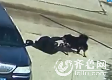 62岁的孙先生和藏獒搏斗(视频截图)