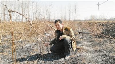 陈先生一脸无奈地看着被烧的树莓 张世彬 摄