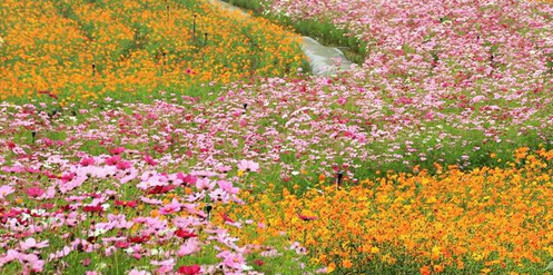 西九華山千畝花海