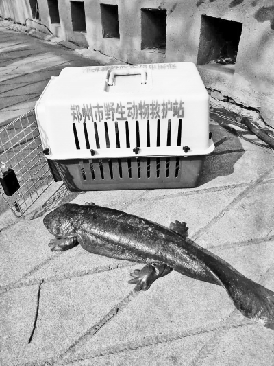 娃娃鱼长0.7米、宽17厘米，重3.2公斤