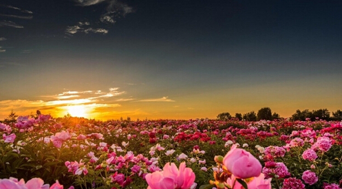 西九華山千畝花海