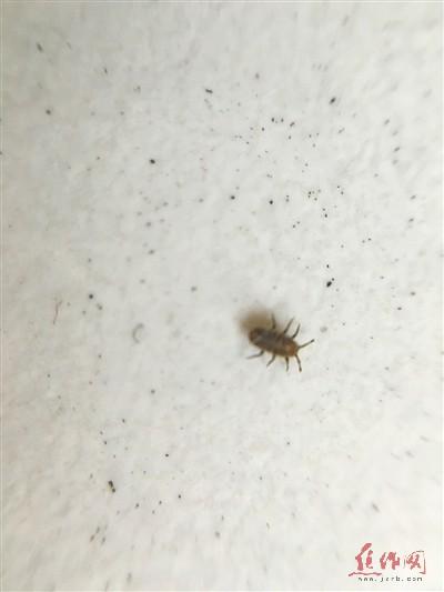 核桃树上布满密密麻麻的虫子。本报记者 朱颖江 摄
