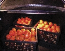 车后备厢装了3筐被偷的橙子