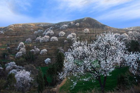 荥阳环翠峪万株杏树进入盛花期 周末赏花、挖
