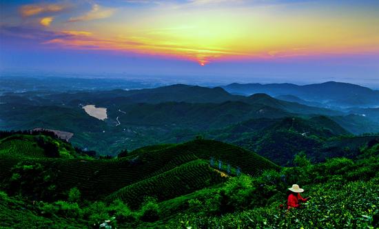 西九华山茶山观赏区