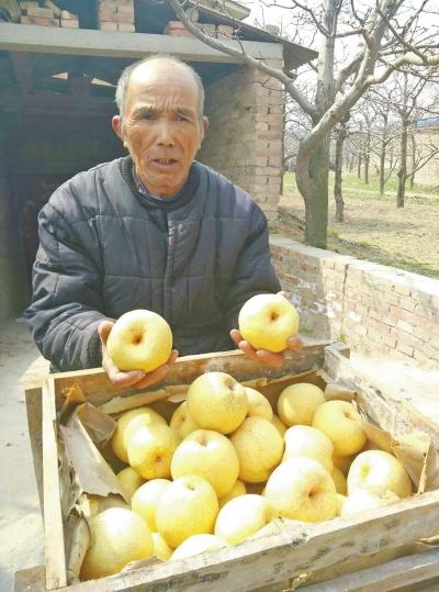 老果農(nóng)擔(dān)心這么大的酥梨爛掉，很是憂心。