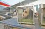 两只大熊猫到达住所熟悉新环境