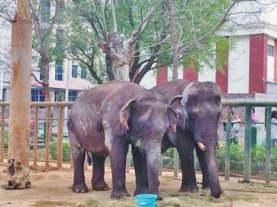 两只亚洲象来到动物园