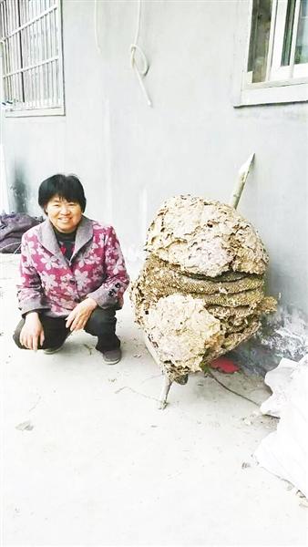 漯河小伙老家砍树发现巨型蜂窝 重十来公斤一二十层厚
