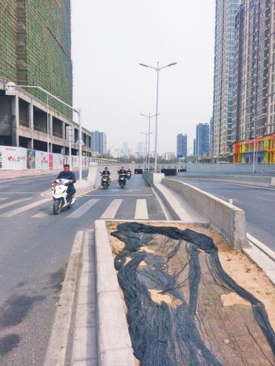 鄭州奇葩設施：公交車道沒站臺花壇設路中間