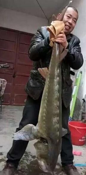 虞城男子森林公园里钓到58斤大鱼 身长约1.5米