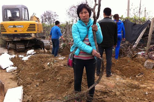 村子拆遷果樹無處移栽 果農將400棵葡萄樹送人