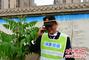 椿树上长出“青菜叶” 