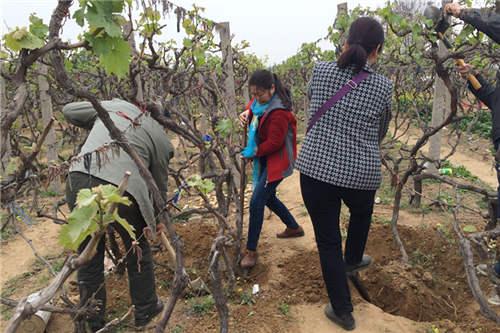 村子拆遷果樹無處移栽 果農將400棵葡萄樹送人