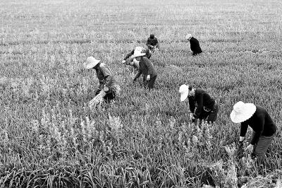 4月10日，孟州市河阳街道缑村农民在麦田里除杂。该市农民抢抓农时，加强麦田中期管理，确保小麦丰产丰收。⑤4　聂小品摄