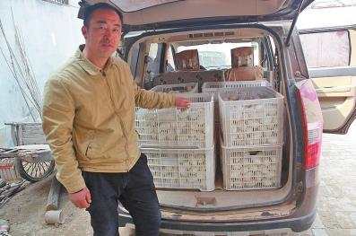 濮阳农民养3500只鹅每天下蛋800个 5元1个没
