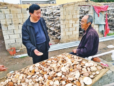 村里不少人过去是靠种植香菇致富的,吕建功(左)一直想在香菇上做文章。