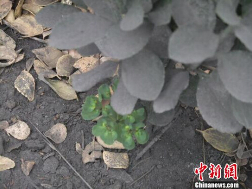 路邊的花草早已是“蓬頭垢面”?！菗P(yáng) 攝