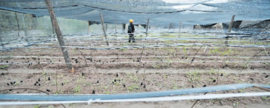 處于大山深處的羊肚菌生產基地，將幫助部分村民脫貧