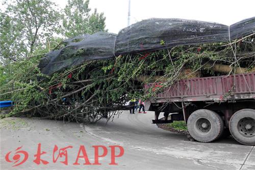 新密货车陷入路边泥坑 交警帮忙找吊车拖出