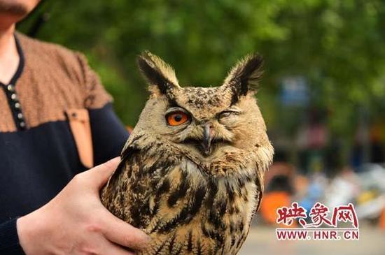 市民撿到受重傷大鳥 原來是國家二級重點保護動物雕鸮