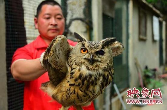 市民撿到受重傷大鳥 原來是國家二級重點保護動物雕鸮