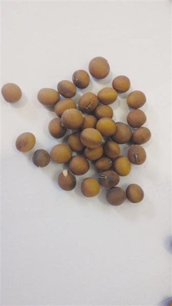 南阳农民种出30多种五颜六色大豆