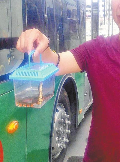 公交車長一陣忙碌才抓住蛇，并重新裝回了箱子。
