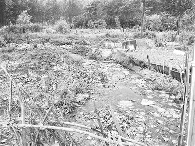 百里奚村排污渠環境太差 本報記者 王 冕 攝