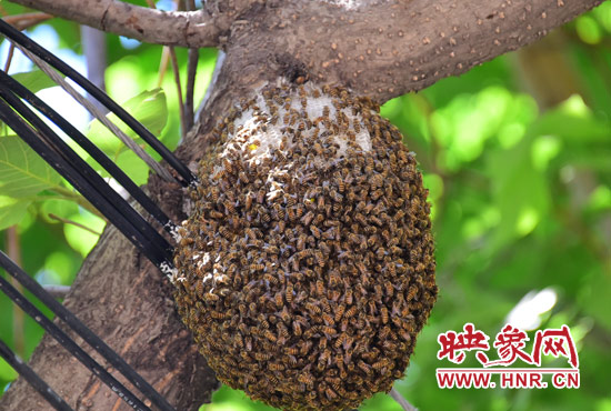 郑州小区惊现足球大蜜蜂窝 巡防员将其迁野外(图)_新浪河南_新浪网