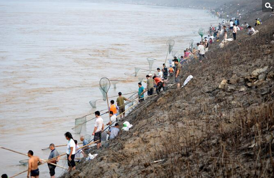 黄河又现流鱼奇观 群众下河捞鱼场面壮观