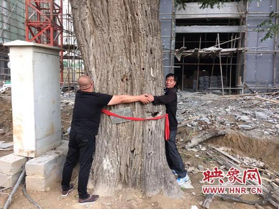 古樹需要三個(gè)人才能合抱住。