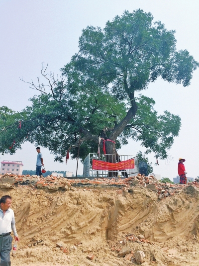 据说这棵槐树碍了房地产开发的事