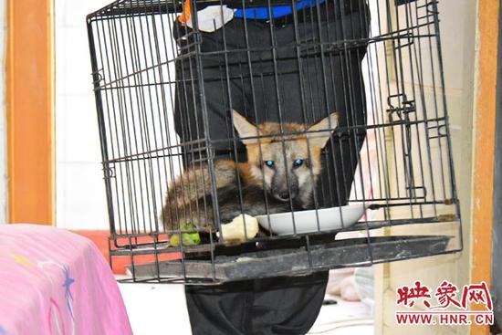 赤狐家属院当“头领” 宠物狗前呼后拥亲密无间