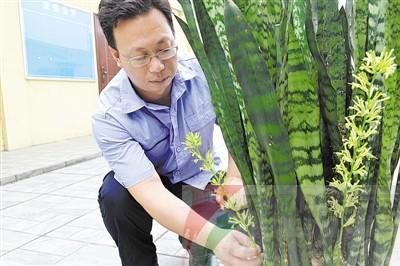 杨郑君种了19年的虎皮兰开了花。本报记者 彭程 摄