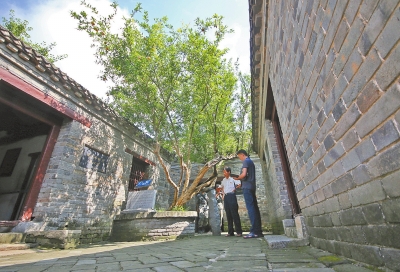 竹沟镇，刘少奇办公室的旧址门外，石榴树仍枝繁叶茂。