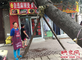 饭店被大树砸中20多天无人管 办事处：树太大处理费劲儿、费钱