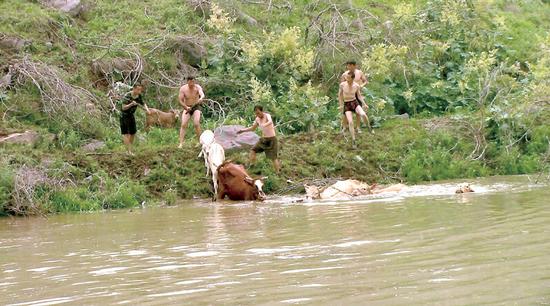 驅趕拴上安全繩的牛群下河 