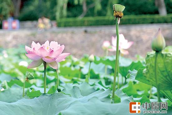 亭亭玉立的荷花