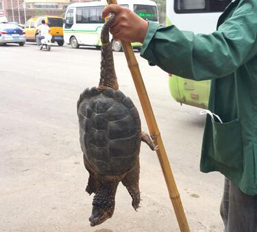 商丘忽悠团伙街头卖高价乌龟 纯属骗人谨防上