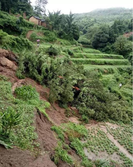 信阳新县千年古树因暴雨折断 村民向社会求助