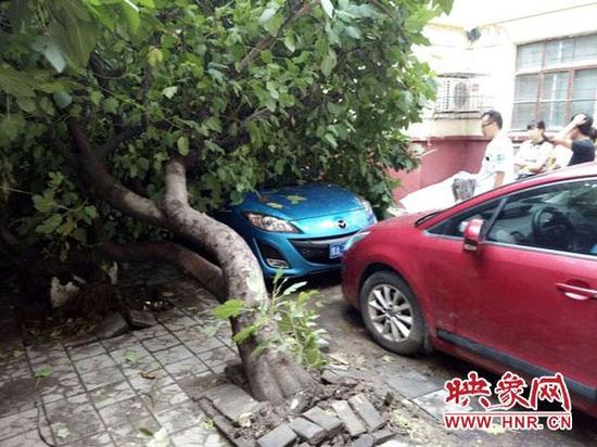大樹倒下砸中轎車