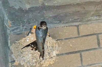 小區大門口安了5個燕子窩