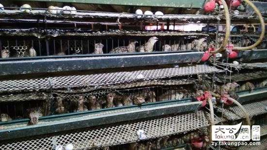 戴雋麗書記幫扶貧困戶養(yǎng)殖鵪鶉走上致富路