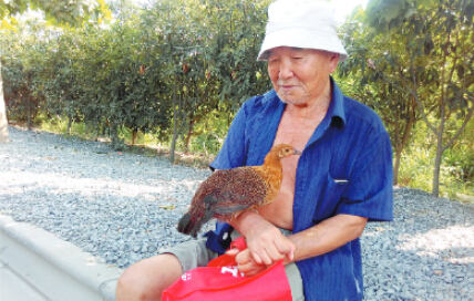  這只雞每天都跟著80歲主人遛圈